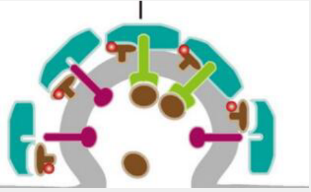 PlK4抑制剂(Centrinone)