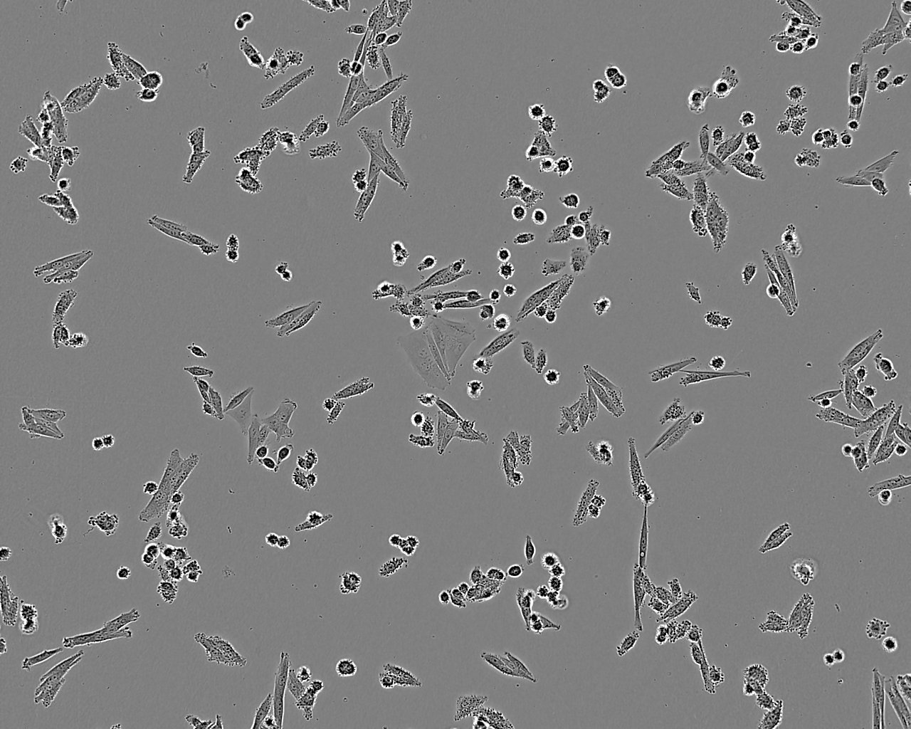 KS-1 [Human glioblastoma] Adherent人脑胶质母细胞瘤细胞系