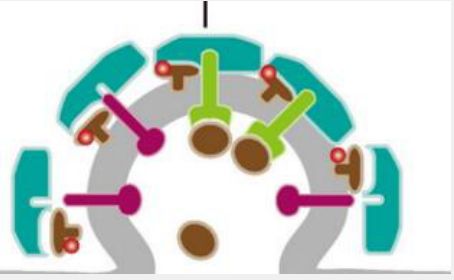 DNA甲基转移酶抑制剂(DNMT抑制剂)