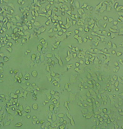 SW837 Adherent人结直肠腺癌细胞系