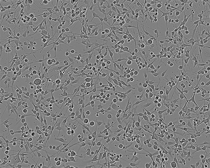 8305C Adherent人类甲状腺未分化癌细胞系