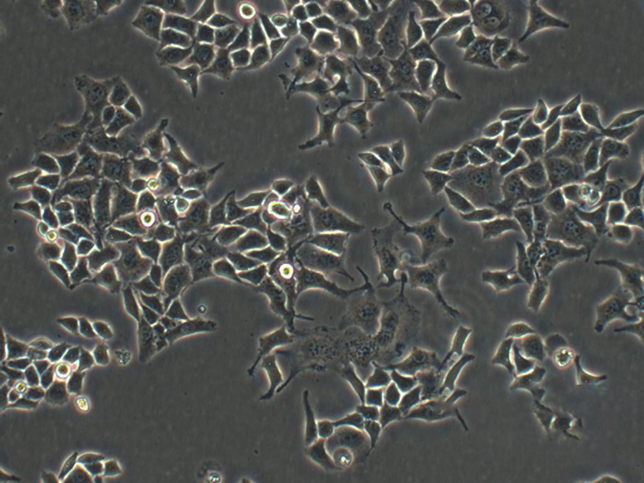 U-118MG epithelioid cells人脑星形胶质母细胞系