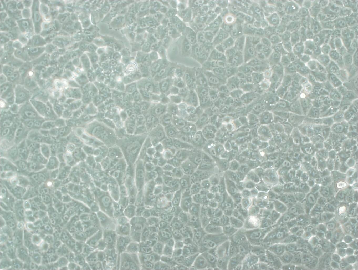 VP229 epithelioid cells人乳腺癌细胞系