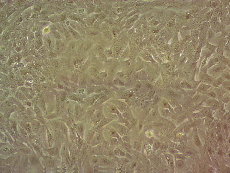 CHL/IU epithelioid cells中国仓鼠肺细胞系