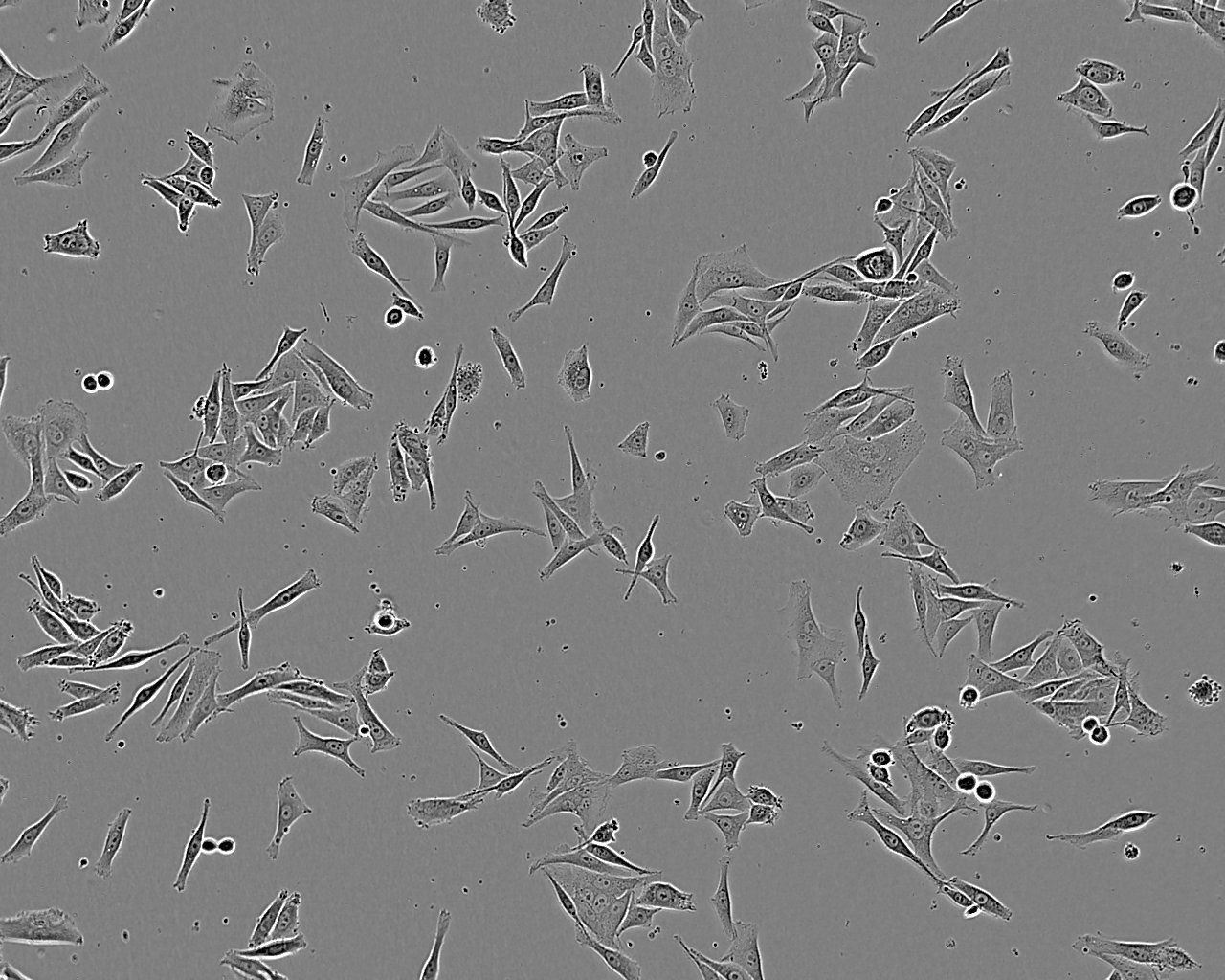 HCC2279 Adherent人肺腺鳞癌细胞系