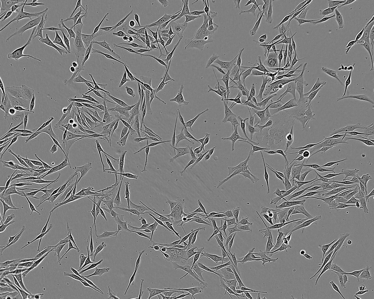 NTERA-2 Adherent人恶性多发性畸胎瘤细胞系