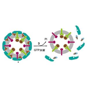 WNT抑制剂(Pyrvinium pamoate)