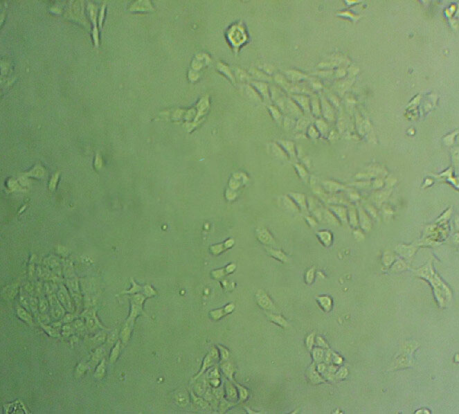 HSC-1 Adherent人皮肤鳞癌细胞系