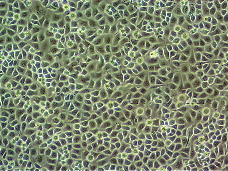 Pt K1 Adherent袋鼠肾细胞系