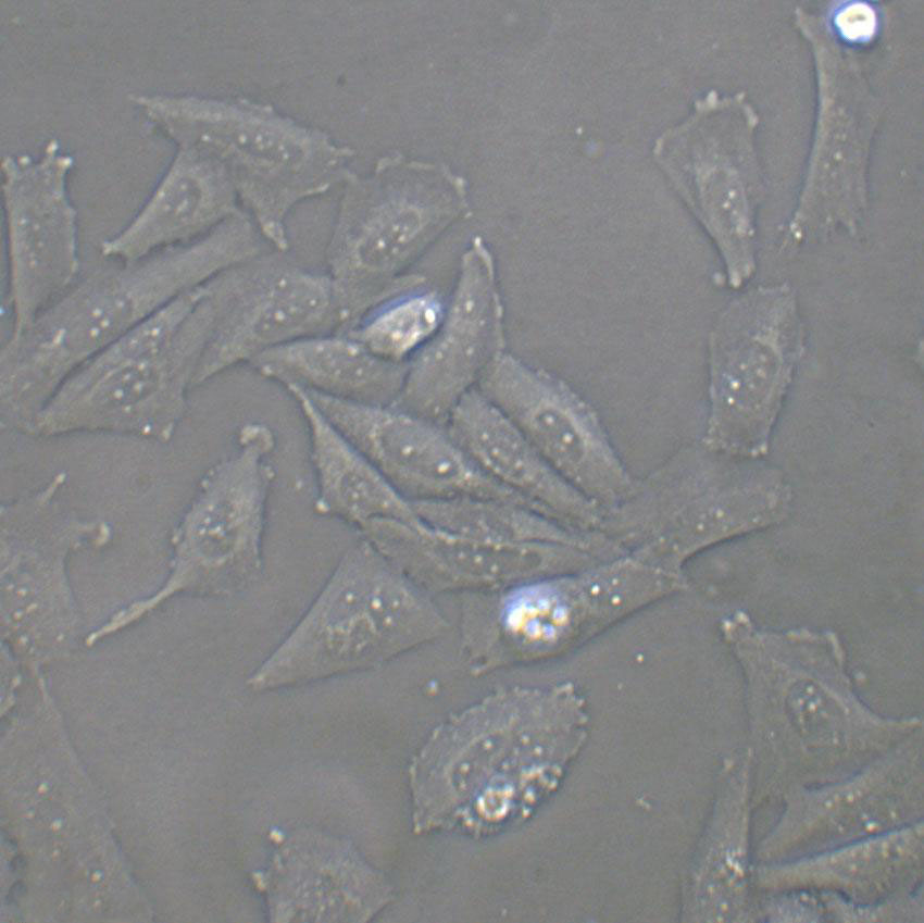 BLO-11 Adherent小鼠骨骼成纤维细胞系