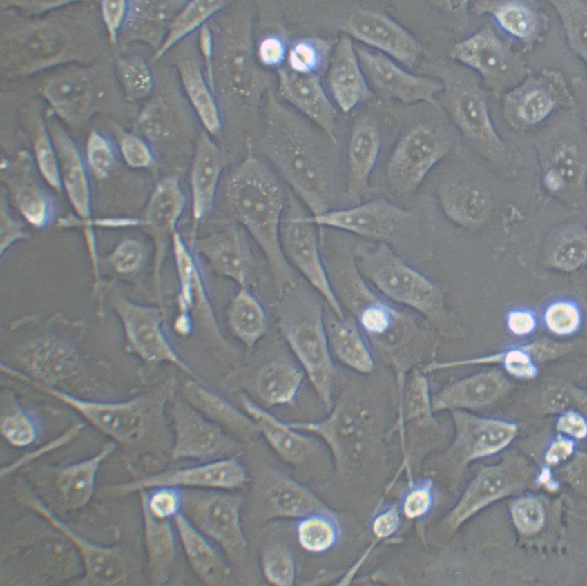 NOR-10 Adherent小鼠骨骼肌成纤维细胞系