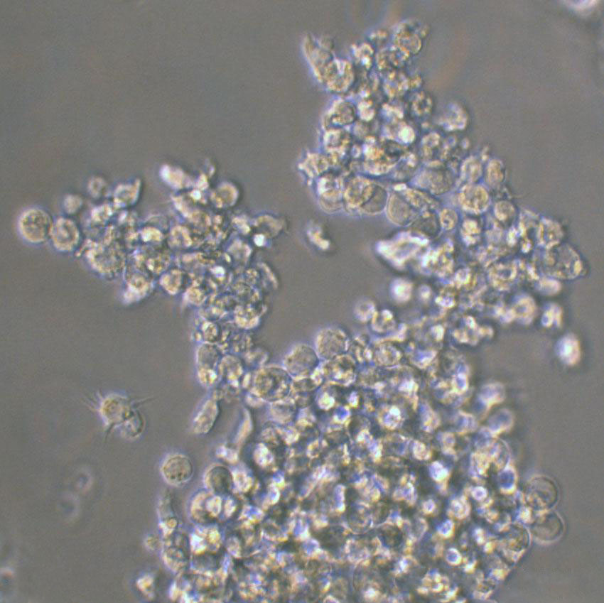 GA-10 clone 4 Suspended人B淋巴细胞瘤细胞系