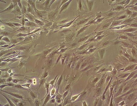 3T3-Swiss albino fibroblast cells小鼠胚胎成纤维细胞系