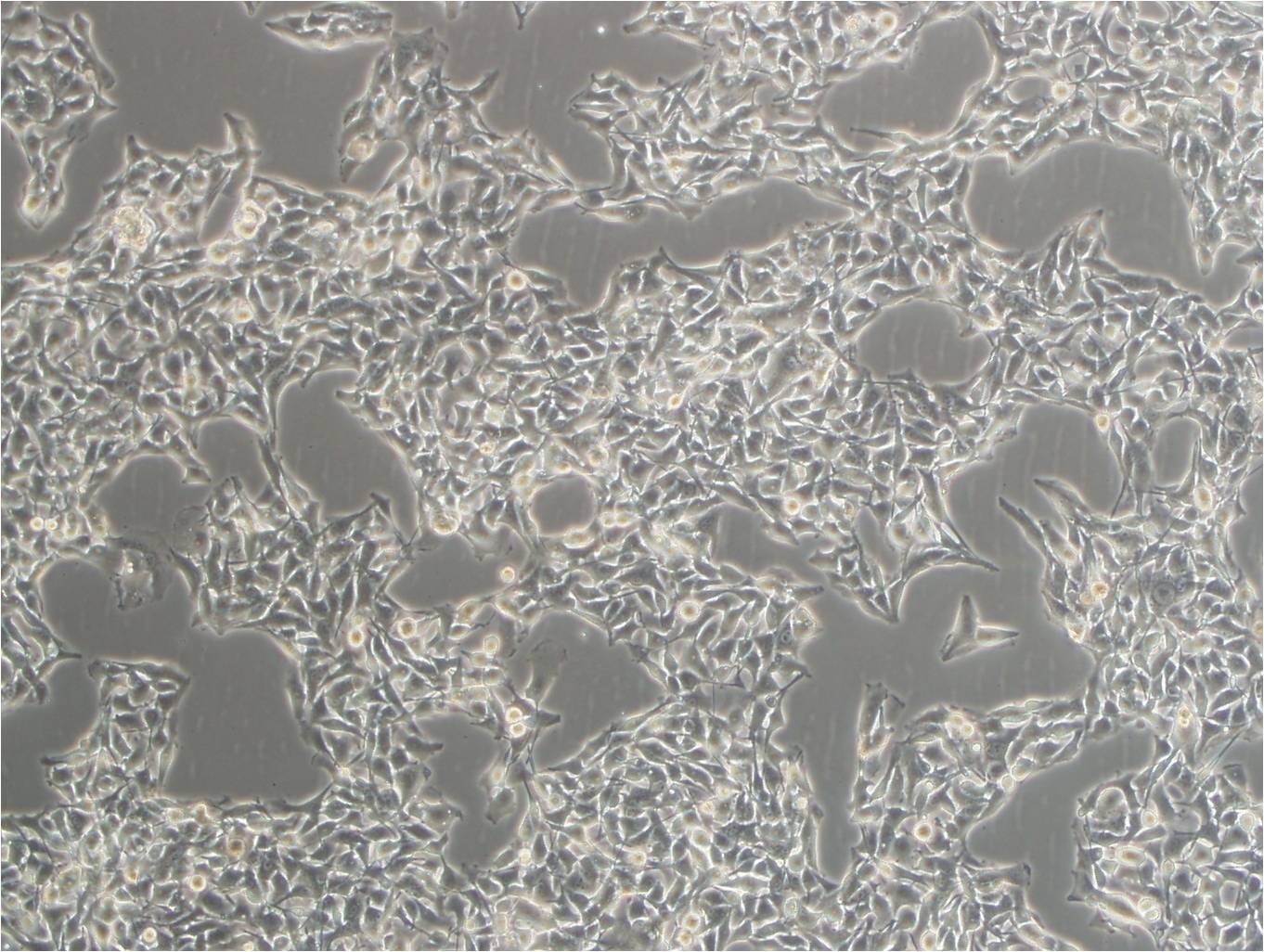 HCC827 cell line人非小细胞肺癌细胞系