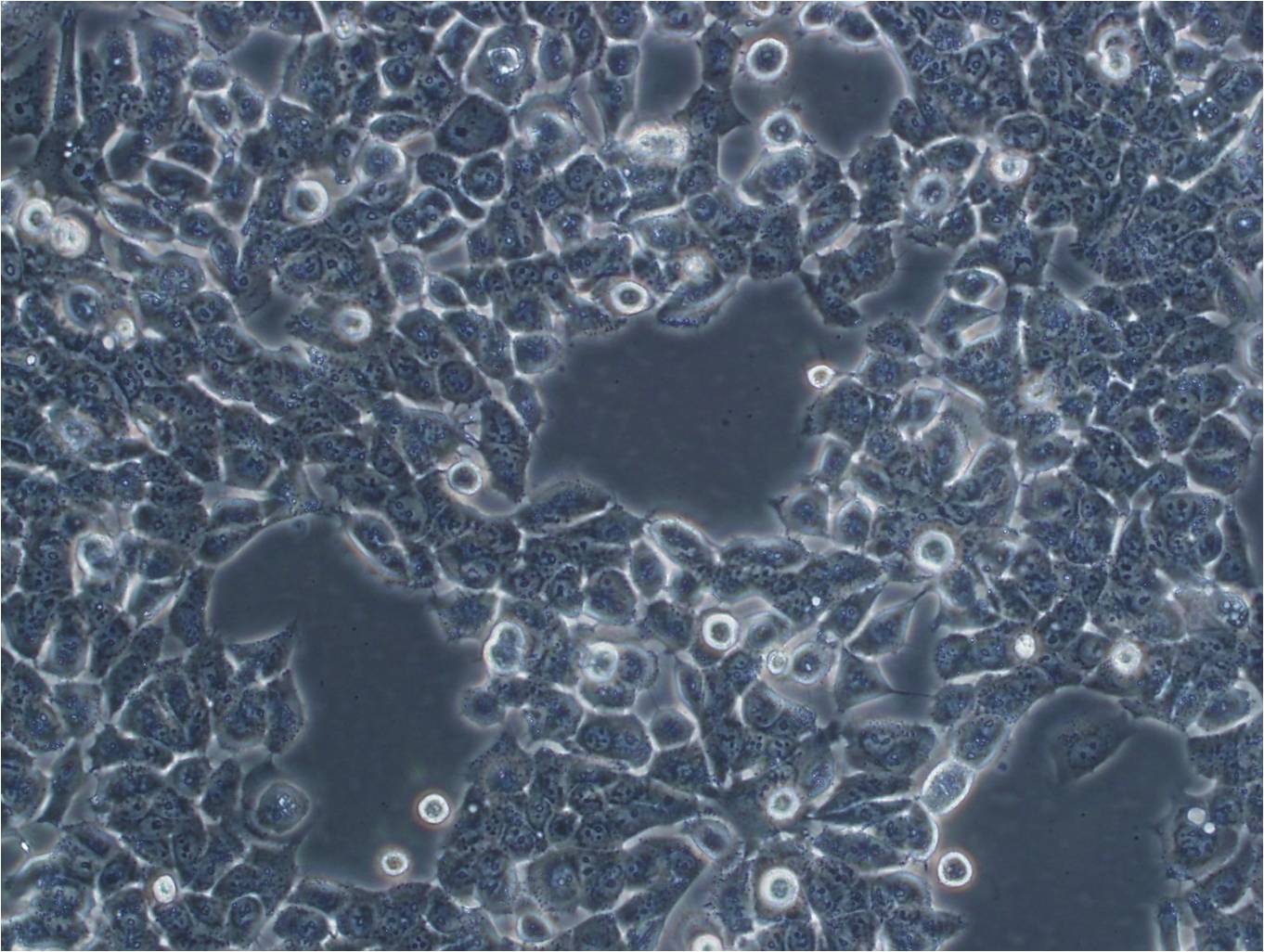 PE/CA-PJ34 (clone C12) Thawing人口腔鳞状细胞癌细胞系