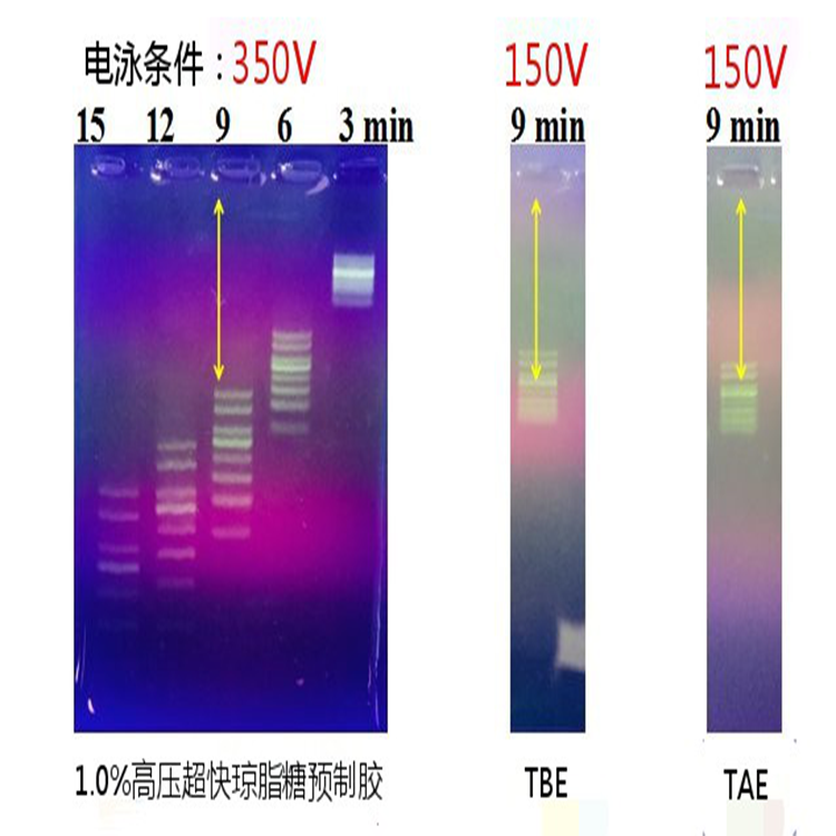 琼脂糖电泳试剂盒