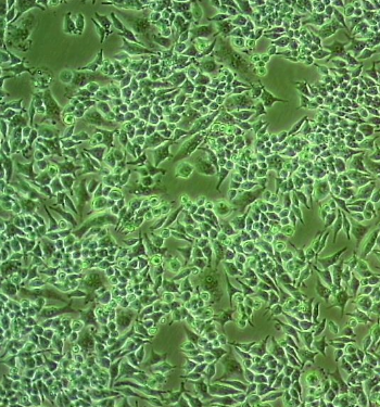小鼠单核巨噬细胞白血病细胞