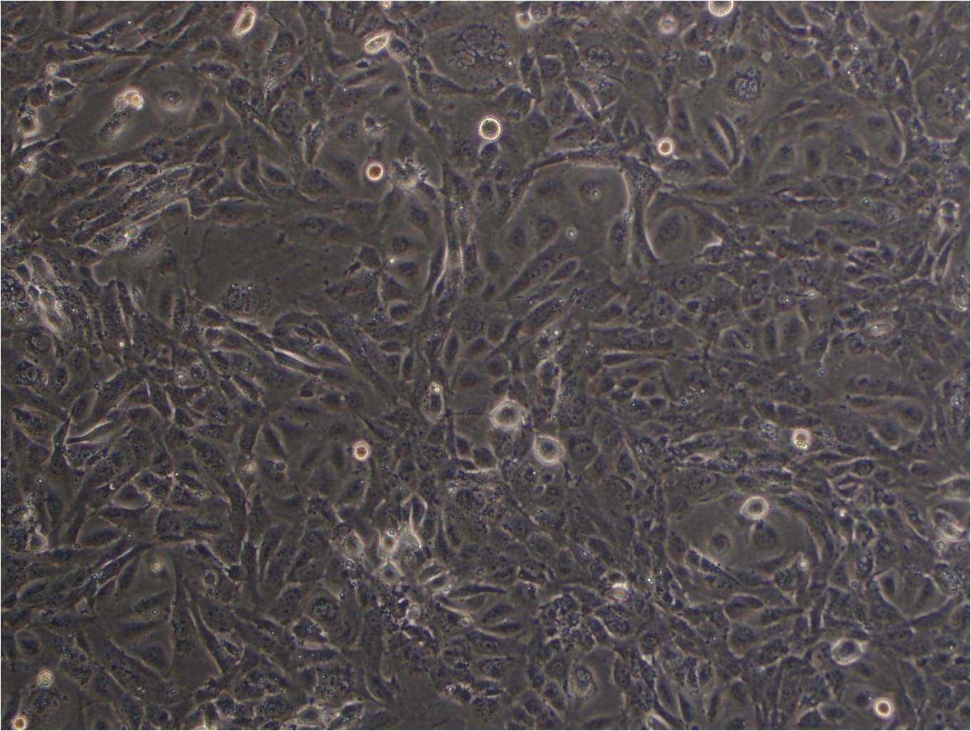 CV-1 cell line非洲绿猴肾细胞系