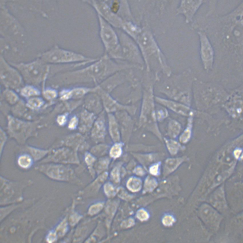 PA12 Thawing小鼠胚胎成纤维细胞系