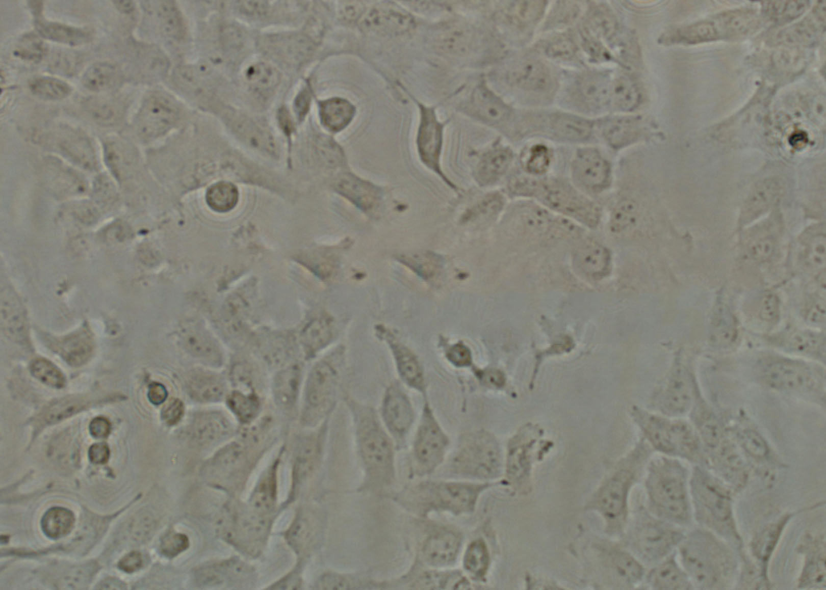 CMT64 cell line小鼠肺腺癌细胞系