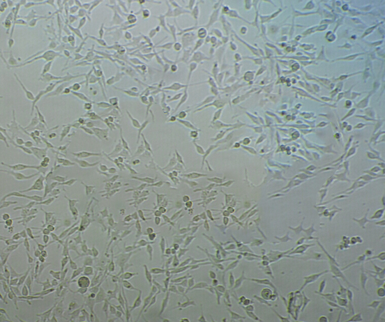 L Wnt-3A cell line小鼠皮下结缔组织细胞系