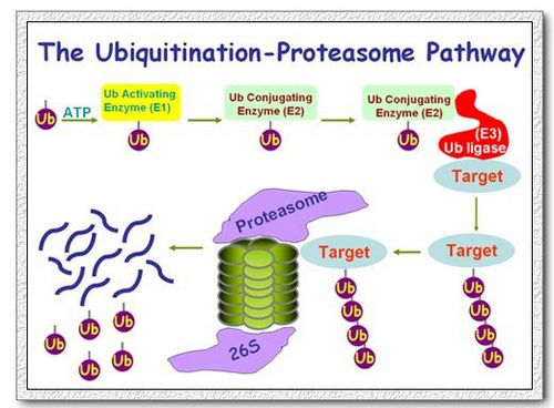 PSEN1多通道膜蛋白