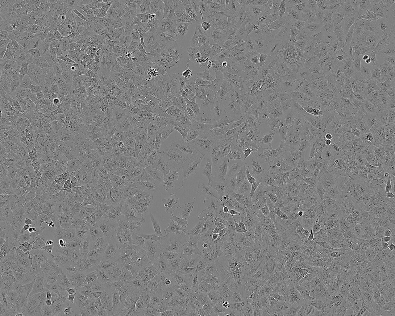 SW982 cell line人滑膜肉瘤细胞系