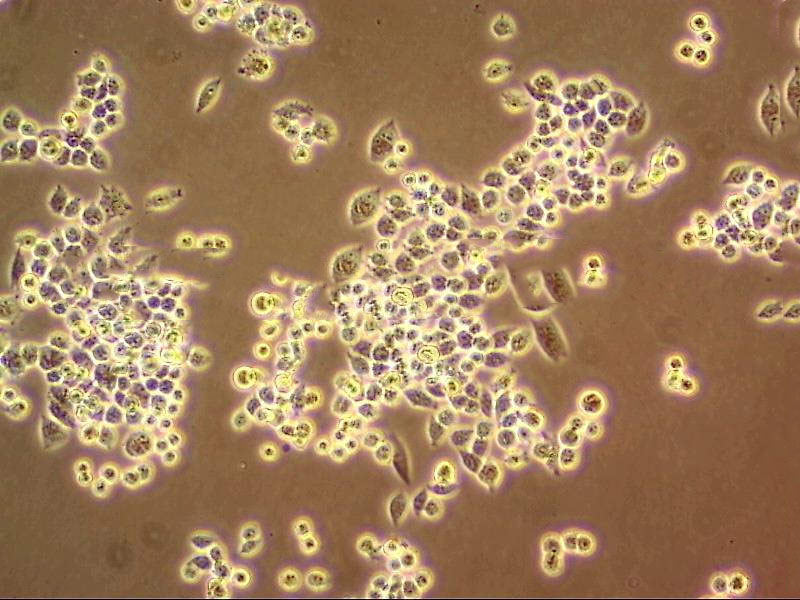 CT26 cell line小鼠结肠癌细胞系