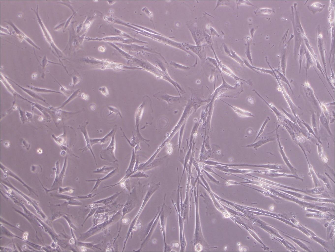 HES [Human embryonic skin fibroblast] cell line人皮肤成纤维细胞系