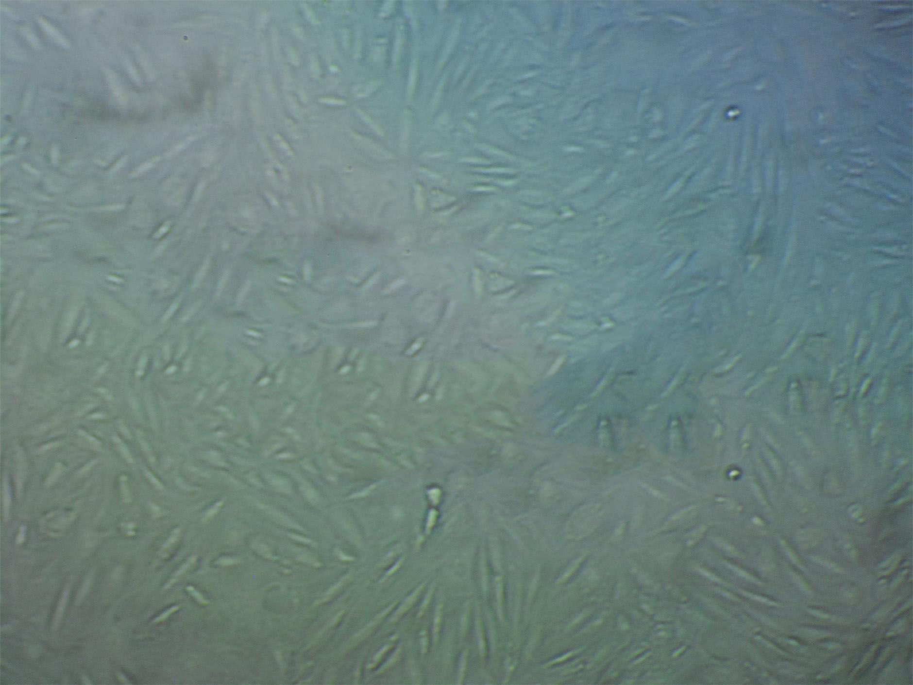 CCD-1112sk cell line人包皮成纤维细胞系