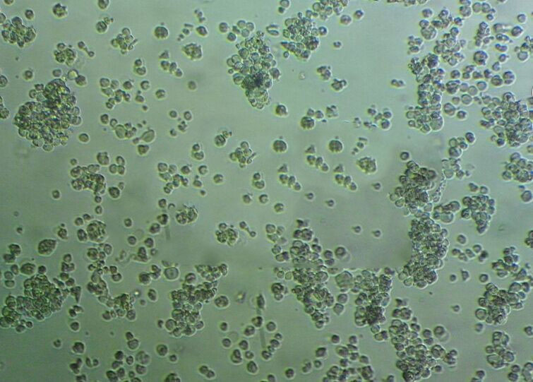 UT-7 cell line人类原巨核细胞型白血病细胞系