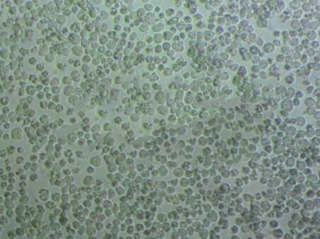 TF-1 cell line人红系白血病细胞系