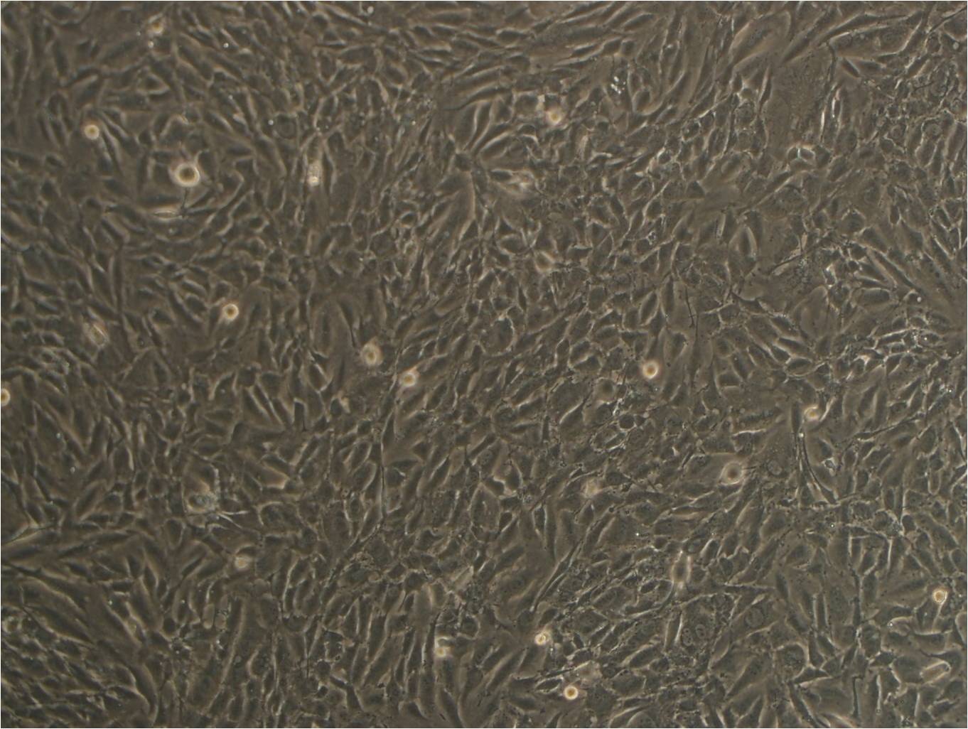 COV434 cell line人卵巢颗粒肿瘤细胞系