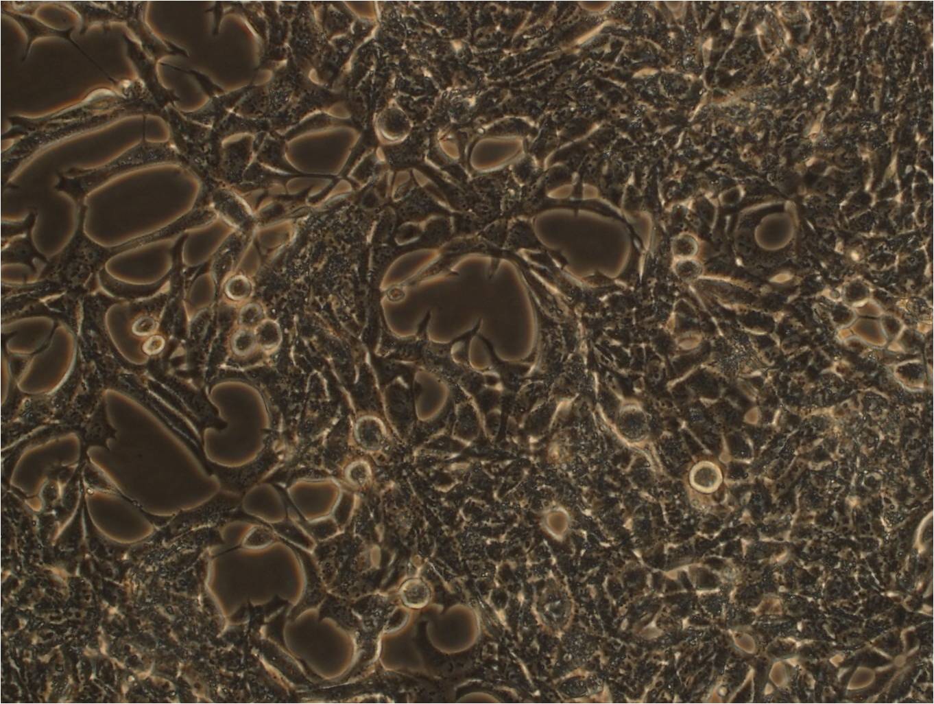 SCC-15 cell line人鳞状细胞癌细胞系