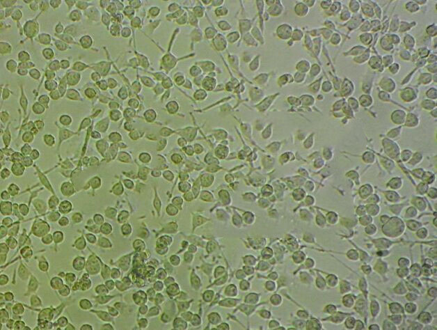 NCI-H2029 人小细胞肺癌细胞系