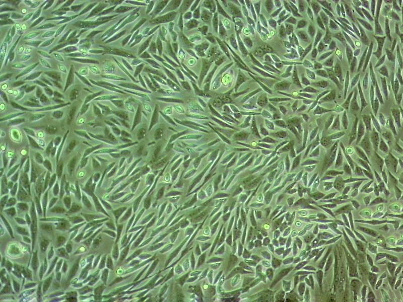 MDA-PCa-2b 人前列腺癌细胞系