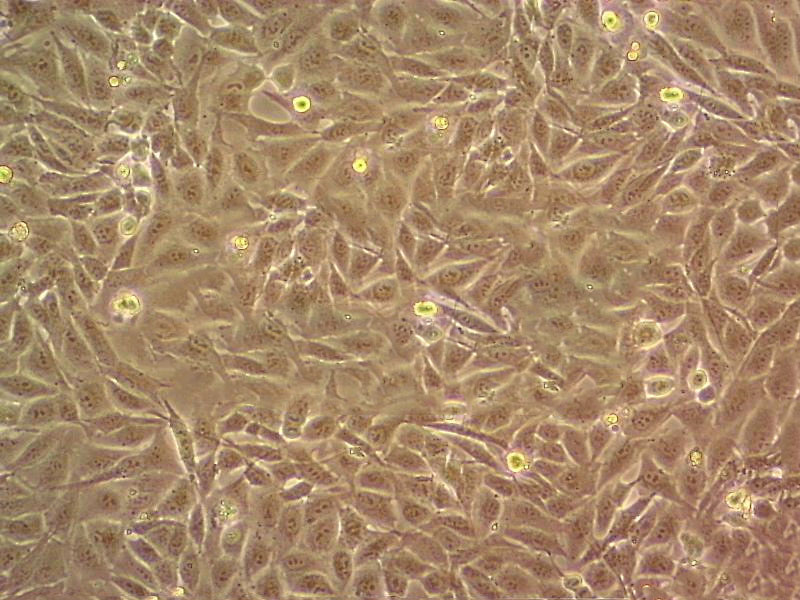 SK-MEL-1 人皮肤黑色素瘤细胞系