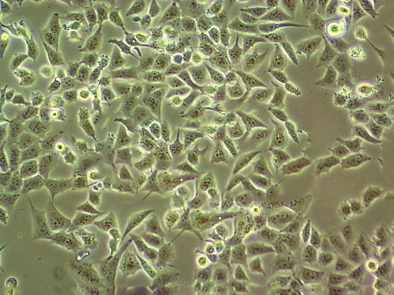 C32 [Human melanoma] 人黑色素瘤细胞系