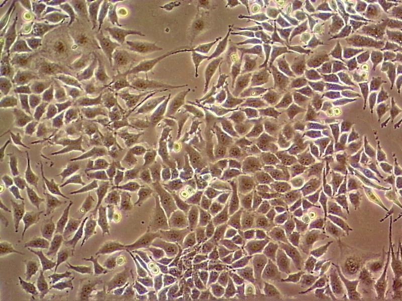U-343MG 人脑胶质瘤细胞系