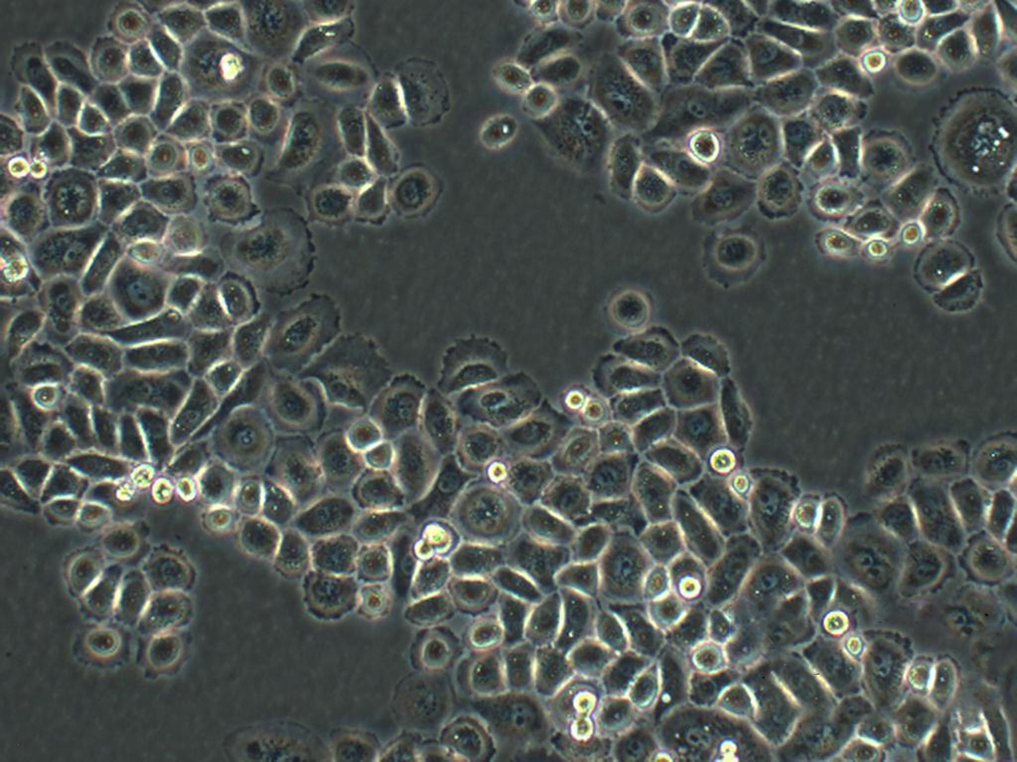 ECC12 cell line人子宫内膜癌细胞系