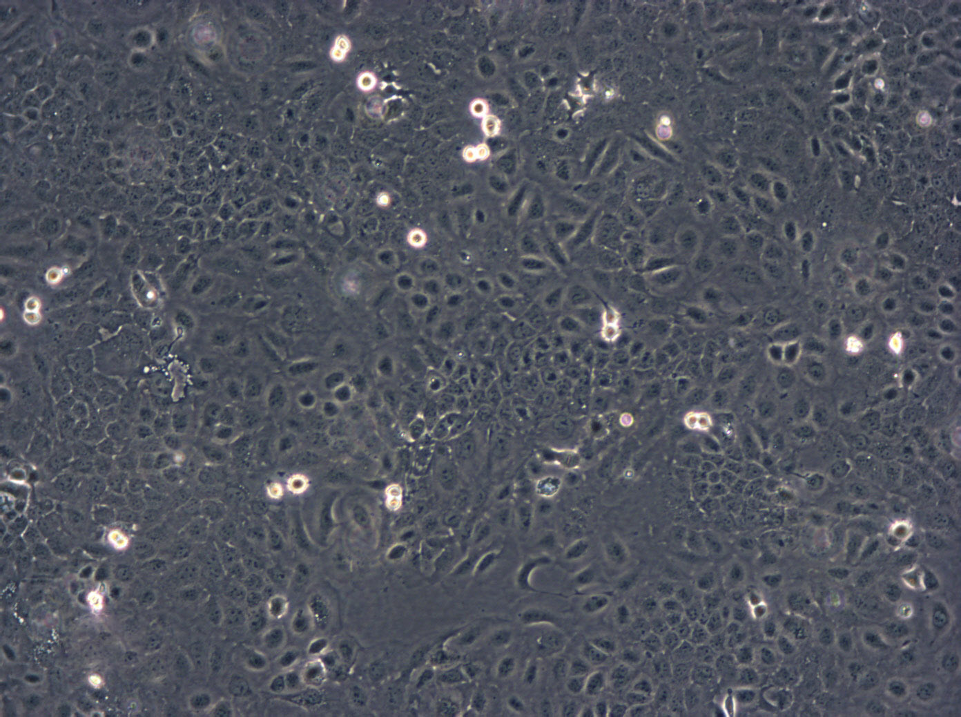 QBC939 cell line人胆管癌细胞系
