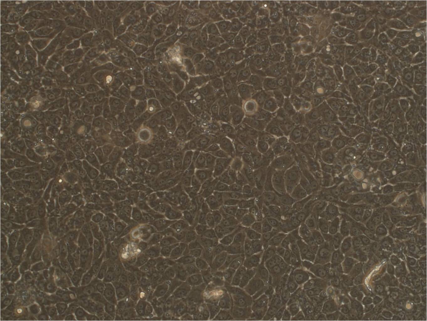 HTR-8/SVneo cell line人绒毛膜滋养层细胞系