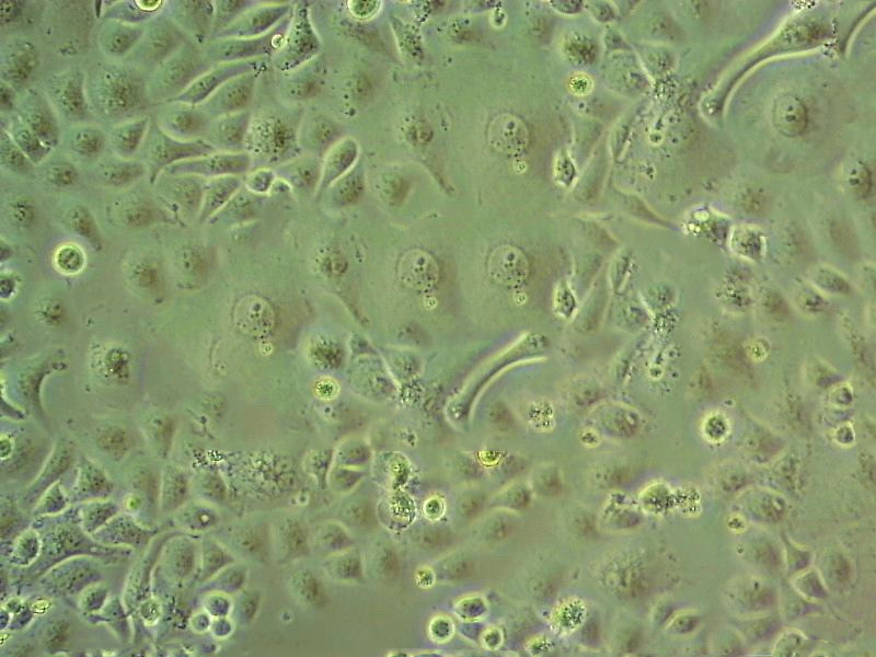 RMC-1 大鼠视网膜Muller细胞系