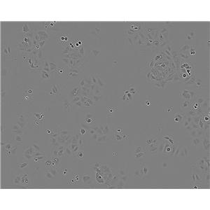 P815 小鼠肥大细胞瘤细胞系