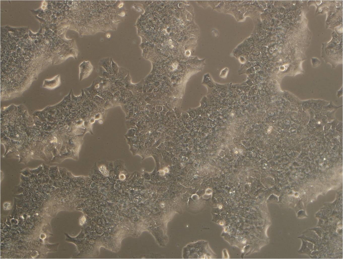 UPCI-SCC-090 cell line人口腔鳞癌细胞系