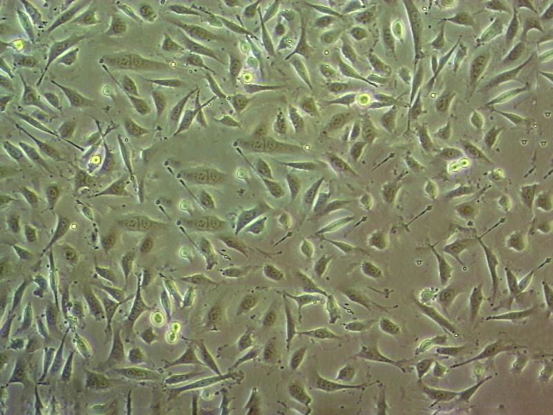 HCC1171 人肺癌腺癌细胞系