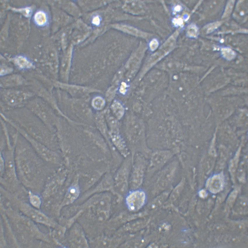 IMR-90 人胚肺成纤维细胞系