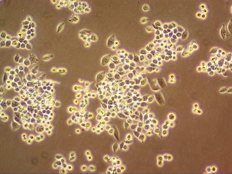 KMST-6 人胚成纤维细胞系