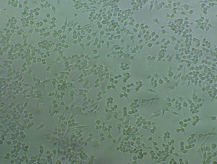 WEHI-3 小鼠白血病细胞系