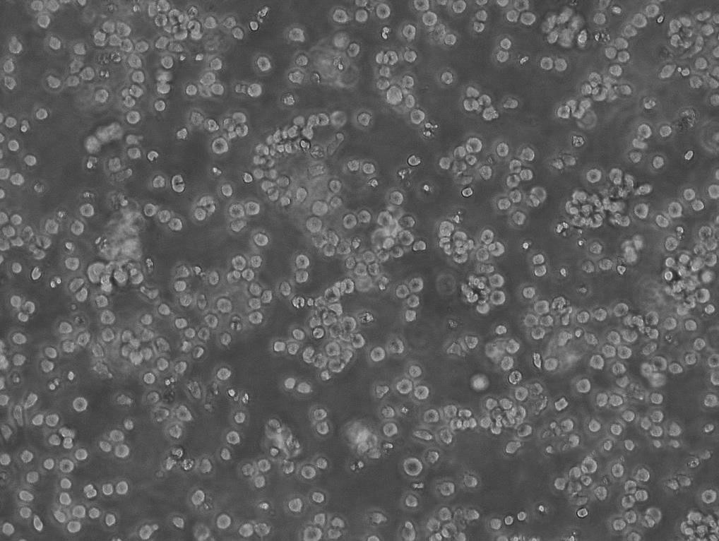 SHI-1 人单核细胞白血病细胞系